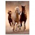 Puzzle 1000 pièces - chevaux sauvages au galop  Clementoni    023055